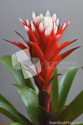 Image of blooming bromeliad flower and leaves 