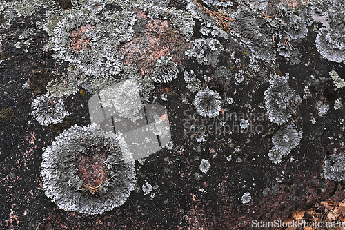 Image of lichen pattern on granite rock 
