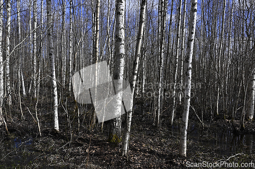 Image of birch grove in early spring 