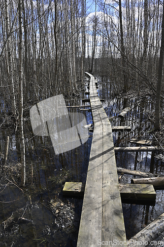 Image of boardwalk in the forest 