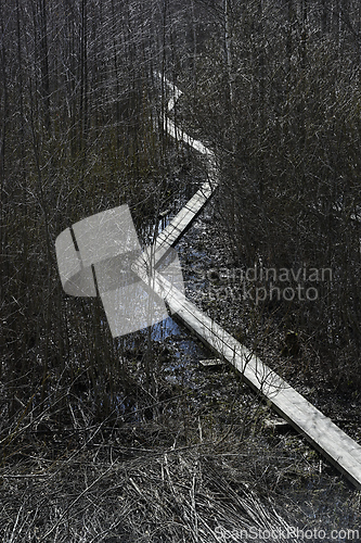 Image of boardwalk in the forest 