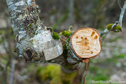 Image of Unique tree stump with a smiling face revealed by recent cut in 