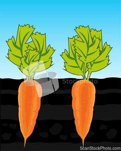 Image of Vegetable carrot on vegetable garden in ground