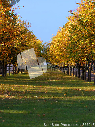 Image of autumn linden alley