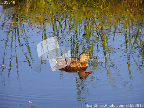 Image of duck at the lake