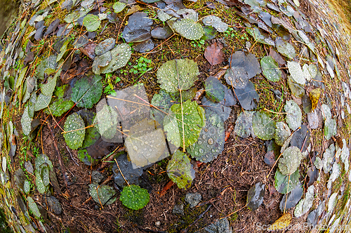 Image of Morning dew glistens on a vibrant carpet of leaves in a serene f