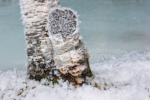 Image of Frost-covered birch tree stands resilient near a tranquil, froze