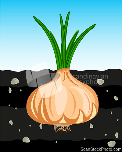 Image of Vegetable onion in fertile ground type in cut