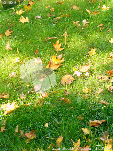 Image of autumn lawn