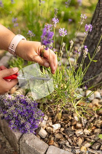 Image of Close up of gardener harvesting lavender flowers