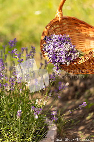 Image of Freshly harvested lavender flowers