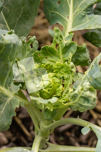 Image of Sprout plant showing pest damage