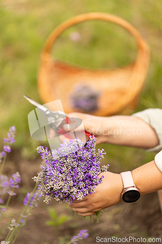 Image of Cut lavender flowers bouquet