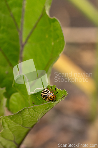 Image of Colorado potato beetle