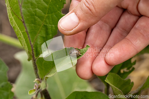 Image of Colorado potato beetle