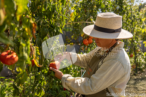 Image of Farmer harvesting ripe organic tomatoes