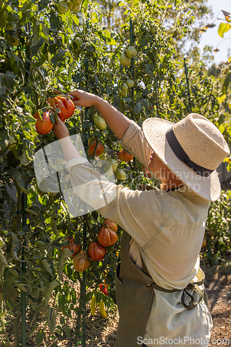 Image of Farmer in a straw hat picking mature tomatoes