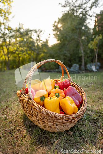 Image of Organic sweet red and yellow  peppers
