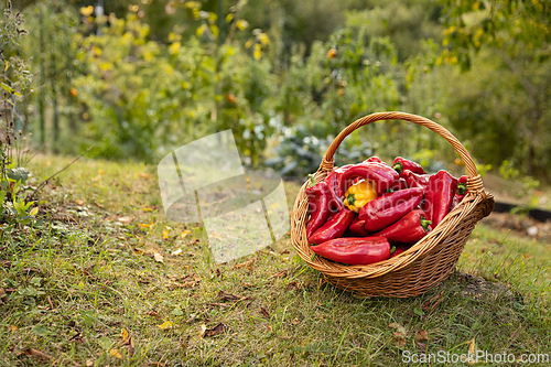 Image of fresh bell peppers