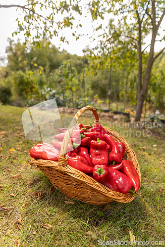 Image of Organic sweet peppers