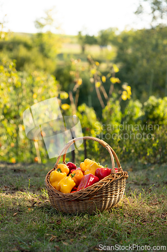 Image of Red and yellow sweet peppers