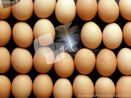 Image of lines of eggs