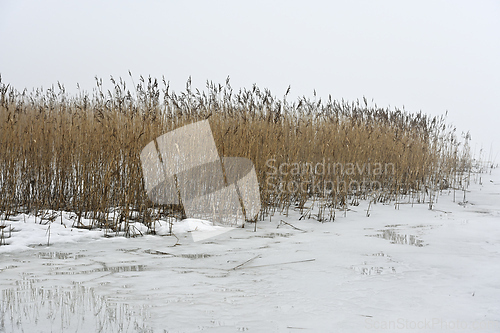 Image of reeds on the lake in winter	