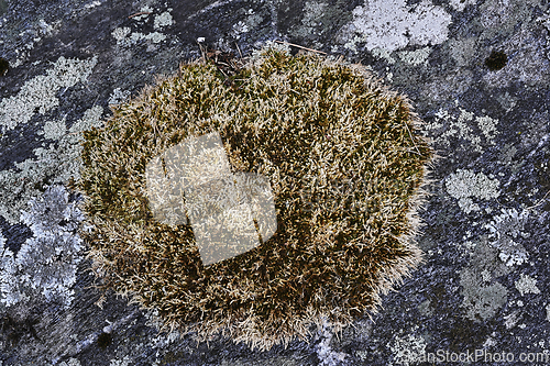 Image of moss and lichen on granite rock 