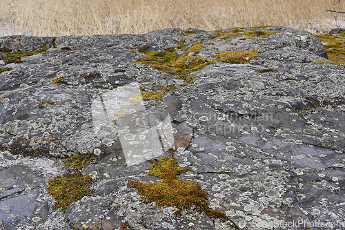 Image of moss and lichen on granite rock 