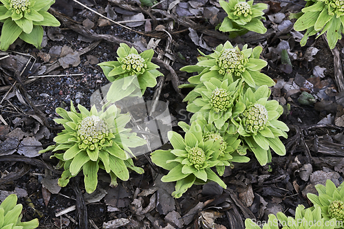 Image of Japanese butterbur plant in the garden