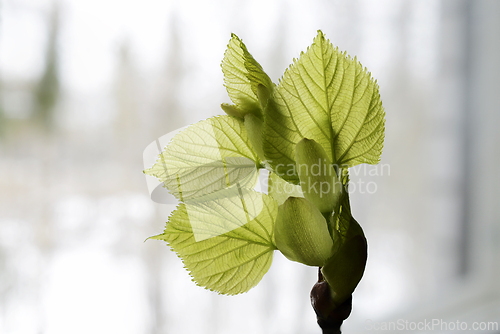 Image of linden tree leaf bud emerging and opening 