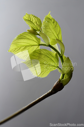 Image of linden tree leaf bud emerging and opening 