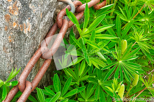 Image of Rusty chain intertwined with vibrant green foliage, showcasing n