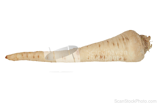 Image of Parsley Root on White