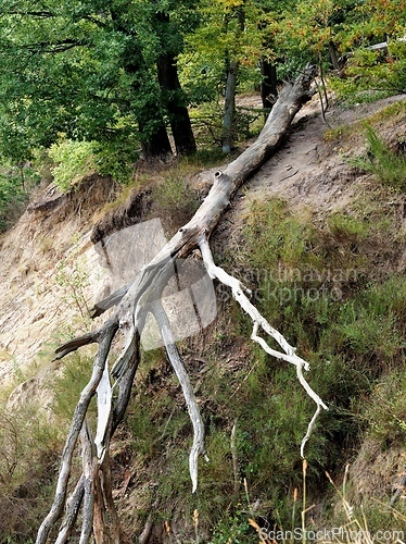 Image of Fallen Tree on a Sea Cliff in Gdynia, Poland
