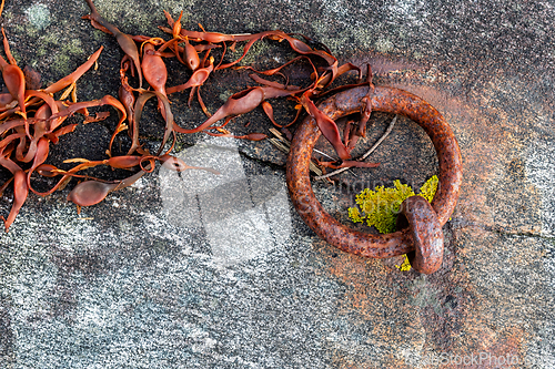 Image of Rusty metal ring intertwined with vibrant seaweed on a rugged co