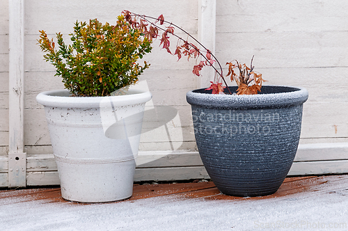Image of Winter chill transforms vibrant plants into frozen silhouettes o