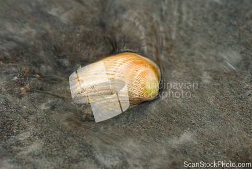 Image of Bright seashell resting in gentle waves at low tide on a sandy b