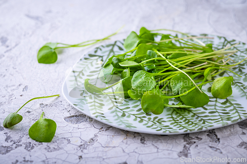 Image of Fresh purslane (Portulaca oleracea), edible weeds or herbs