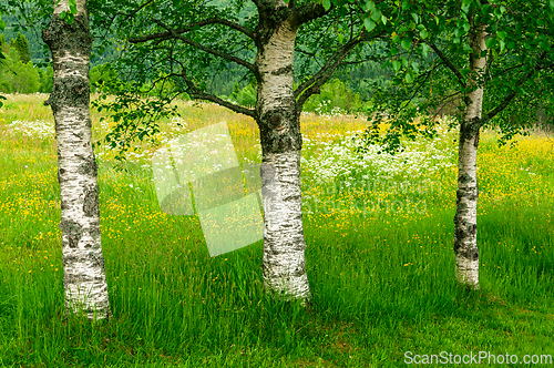 Image of Three graceful birch trees stand tall amidst a vibrant wildflowe