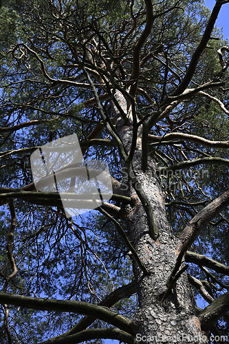 Image of winding branches of an old pine tree