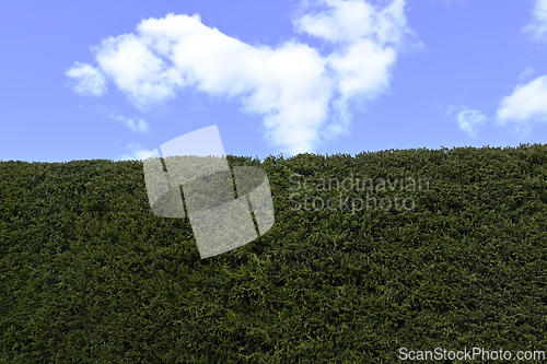 Image of green hedge of fir trees and blue sky 