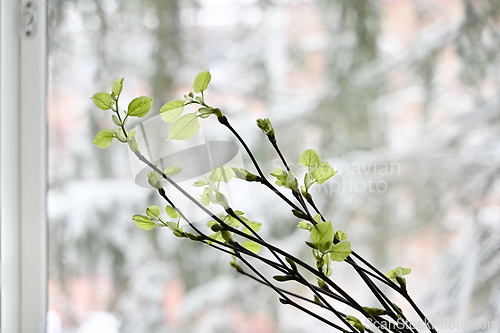 Image of linden tree leaf bud emerging and opening on blyrred background 