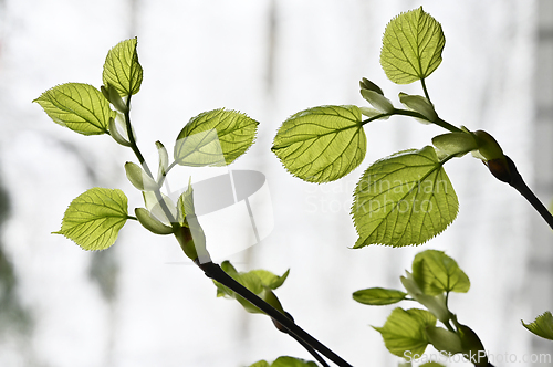 Image of linden tree leaf bud emerging and opening on blyrred background 