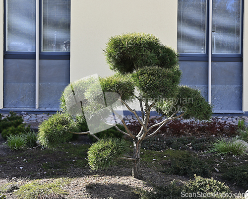 Image of decorative mugo pine next to the building 