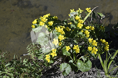 Image of blooming marsh marigold by the stream in spring 