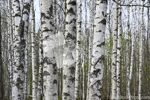 Image of birch grove on a spring day