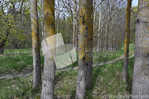 Image of aspen grove in spring
