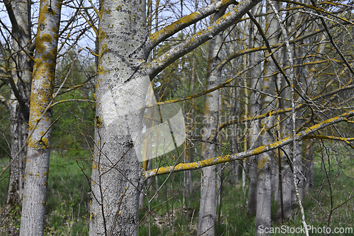 Image of aspen grove in spring