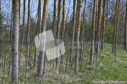Image of aspen grove in spring